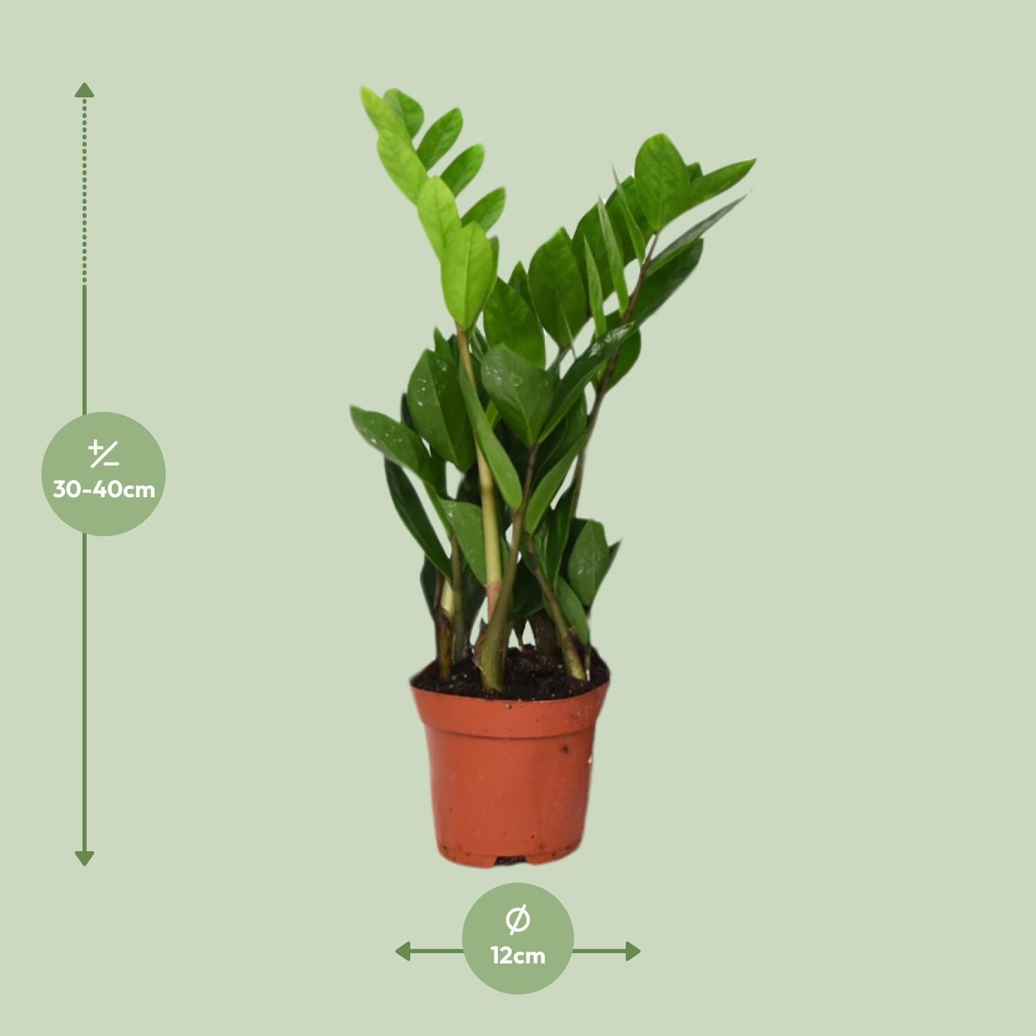 Zamioculcas Zamiifolia - Ø12cm - ↕40cm - Vivaflorique