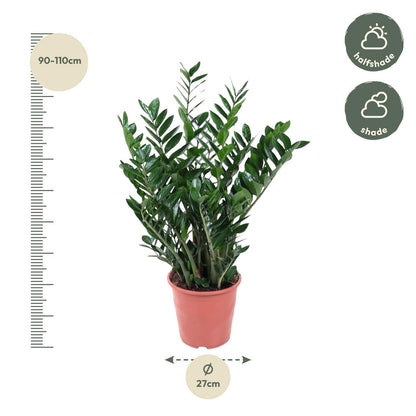 Zamioculcas Zamiifolia - 100 cm - ø27 - Vivaflorique