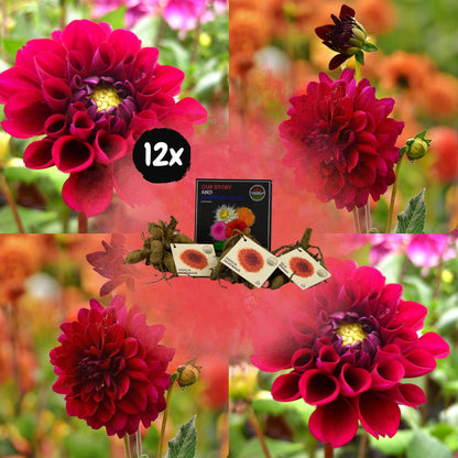 Dahlia mix - Dahlia Heatwave | 12 stuks - Vivaflorique