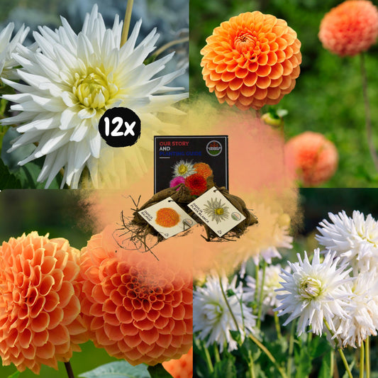 Dahlia mix - Orange Pride | 12 stuks - Vivaflorique