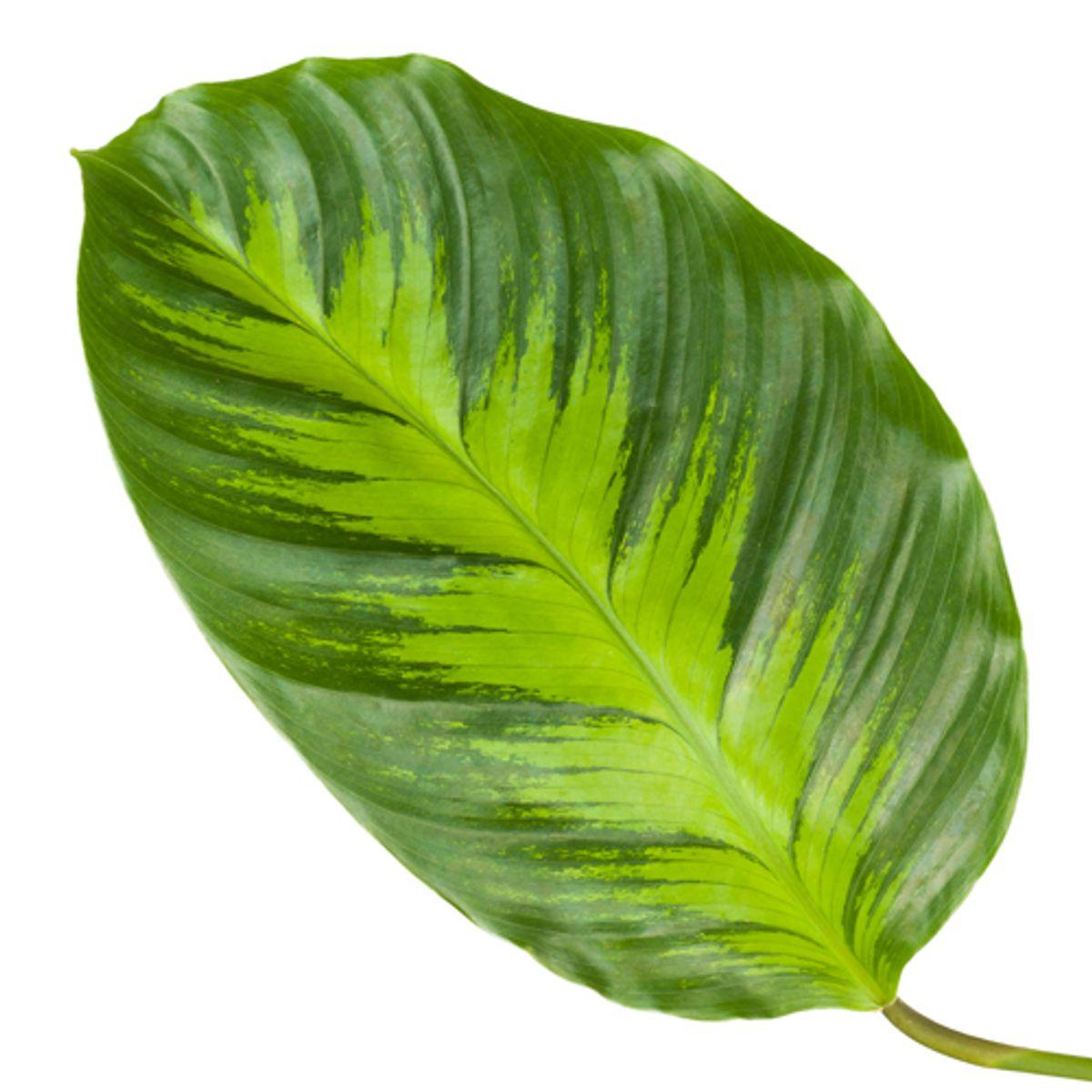 Calathea Misto - 40 cm - Ø12cm - Vivaflorique