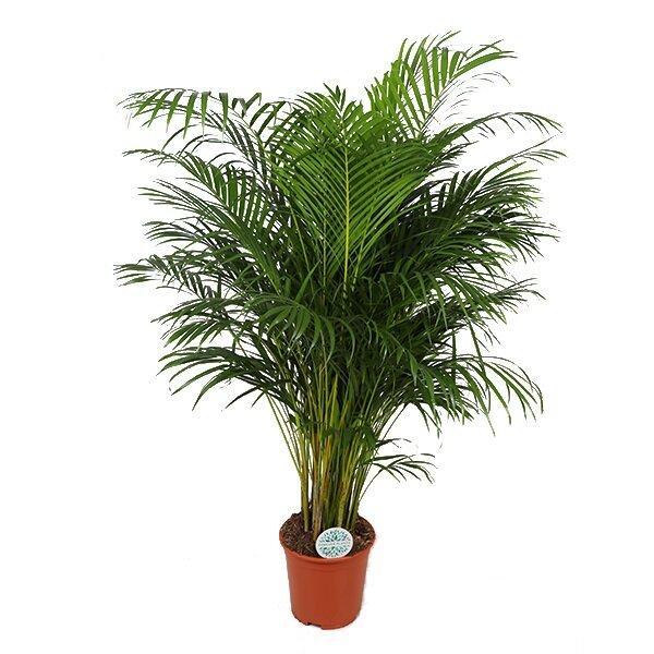 Dypsis Lutescens (Areca Palm) - Ø27cm - ↕160cm - Vivaflorique