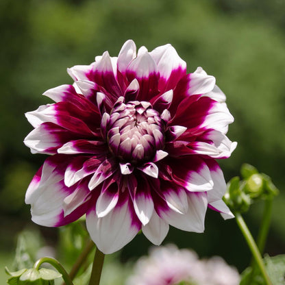 Dahlia Mystery Day | 1 stuks - Vivaflorique