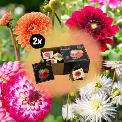 Dahlia mix - Luxe Box Medium | 8 stuks - Vivaflorique