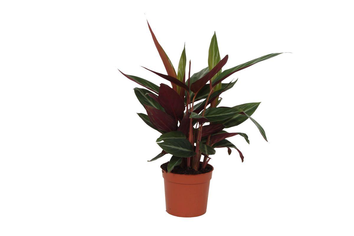 Calathea Stripestar - 40 cm - Ø12cm - Vivaflorique