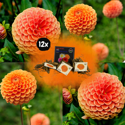 Dahlia mix - Dahlia Ralphie | 12 stuks - Vivaflorique