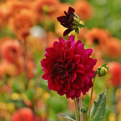 Dahlia mix - Dahlia Heatwave | 24 stuks - Vivaflorique