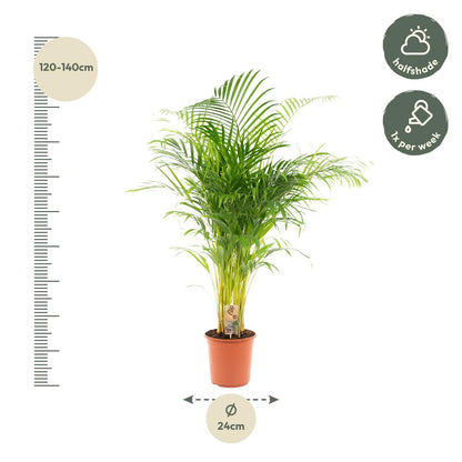 Areca palm - Vivaflorique