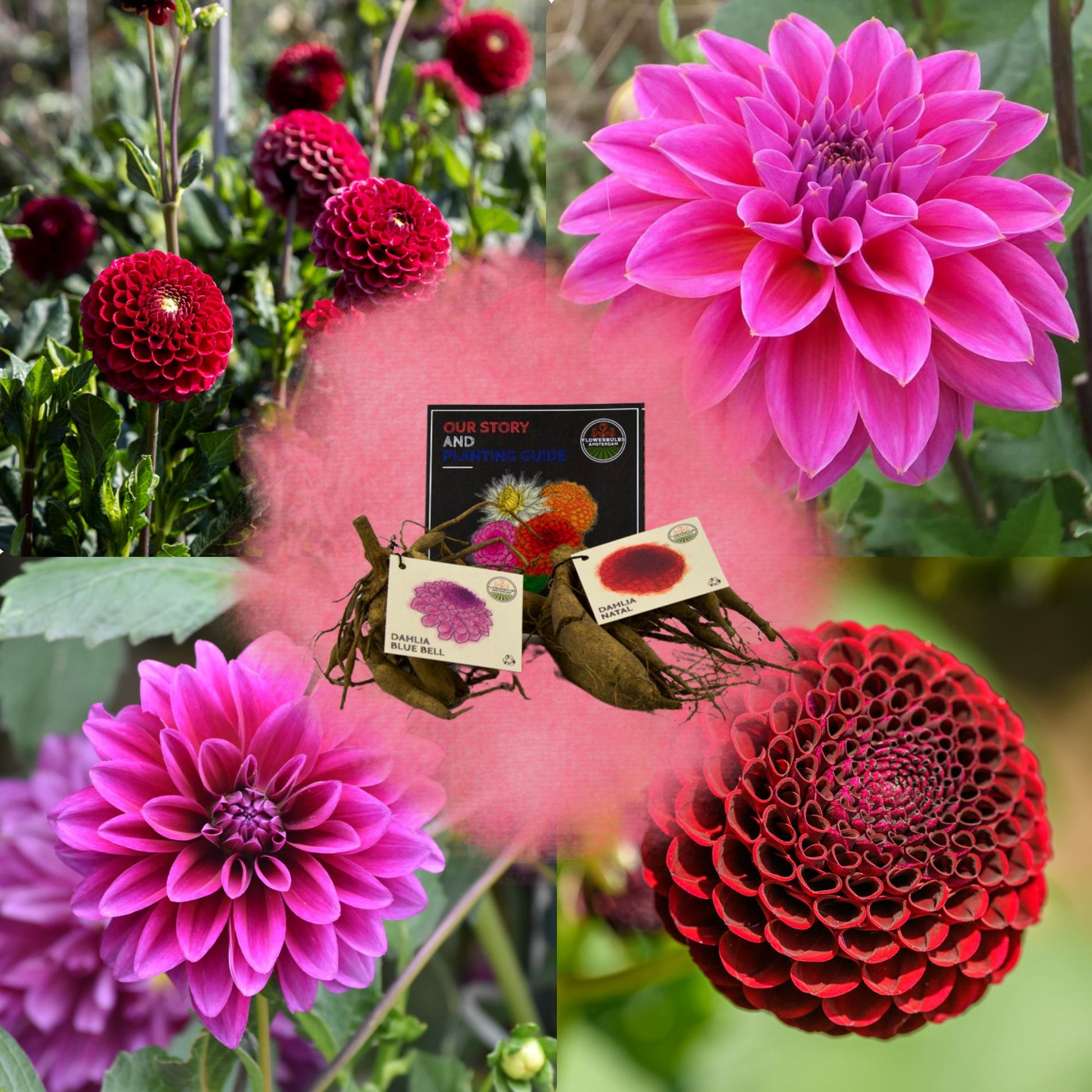 Dahlia mix - Gerard's darlings | 2 stuks - Vivaflorique