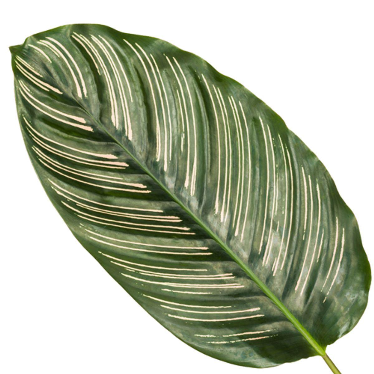 Calathea Sanderiana - 80 cm - Ø19cm - Vivaflorique