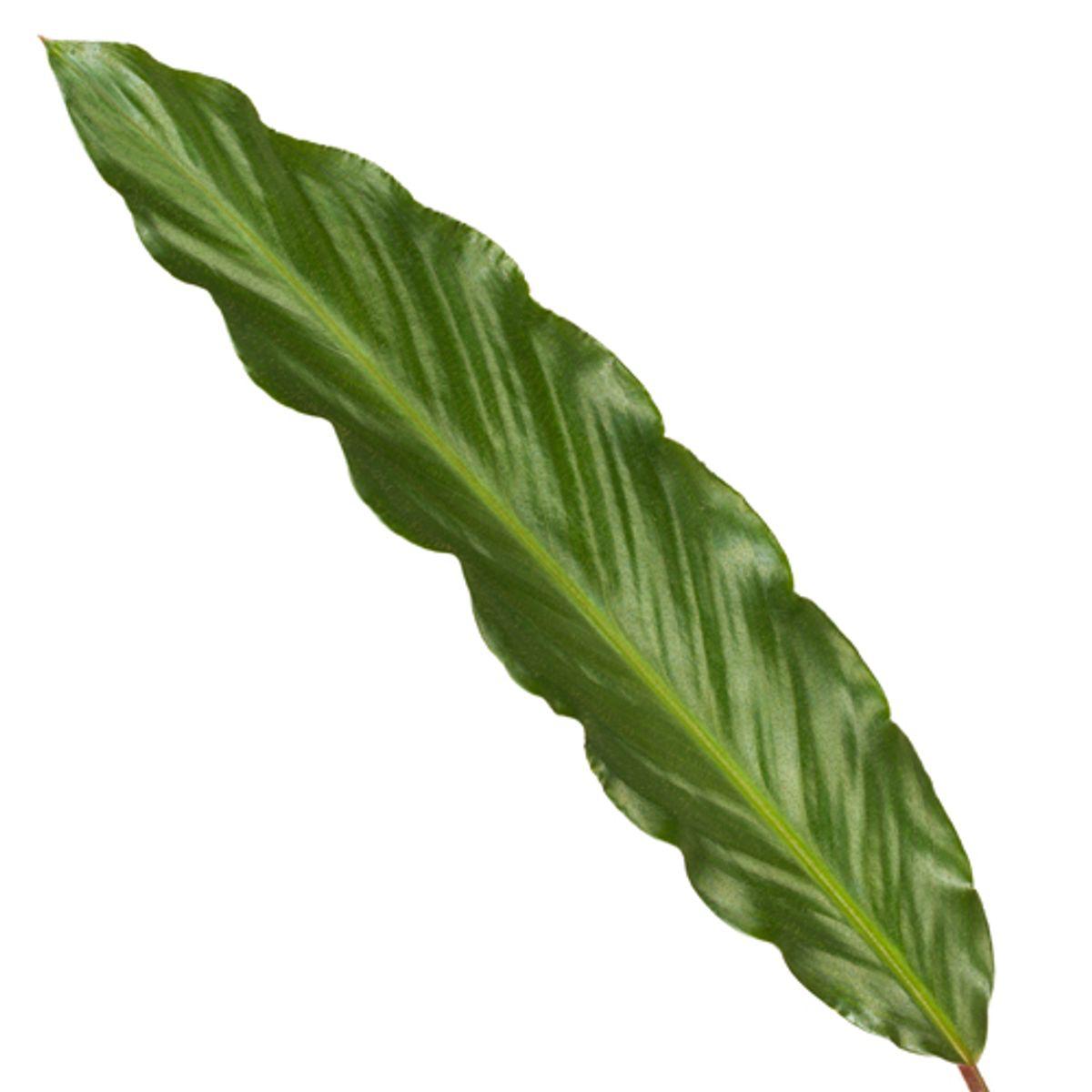 Calathea Wavestar - 80 cm - Ø19cm - Vivaflorique