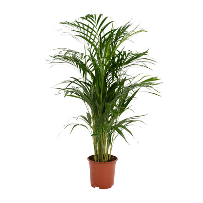 Areca palm - Vivaflorique