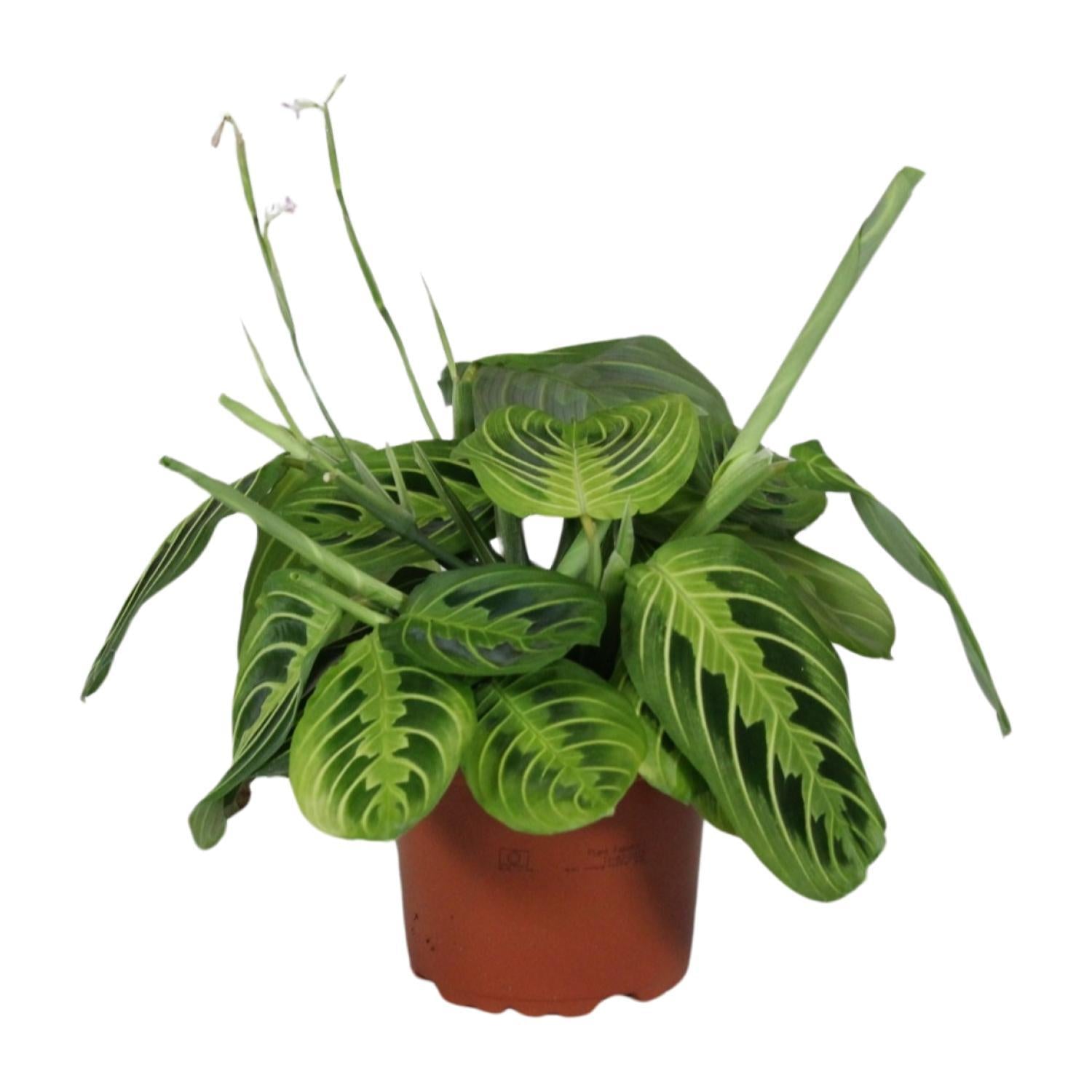 Maranta Leuconeura Fascinator Lemon Lime - Ø12cm - ↕30cm - Vivaflorique