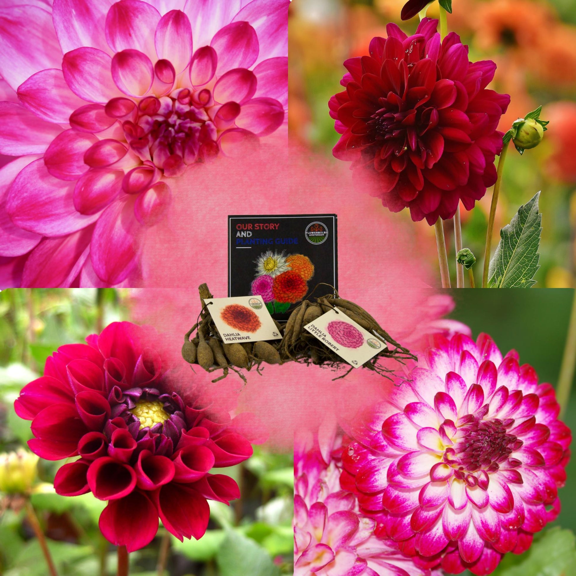 Dahlia mix - Outdoor Happiness | 2 stuks - Vivaflorique