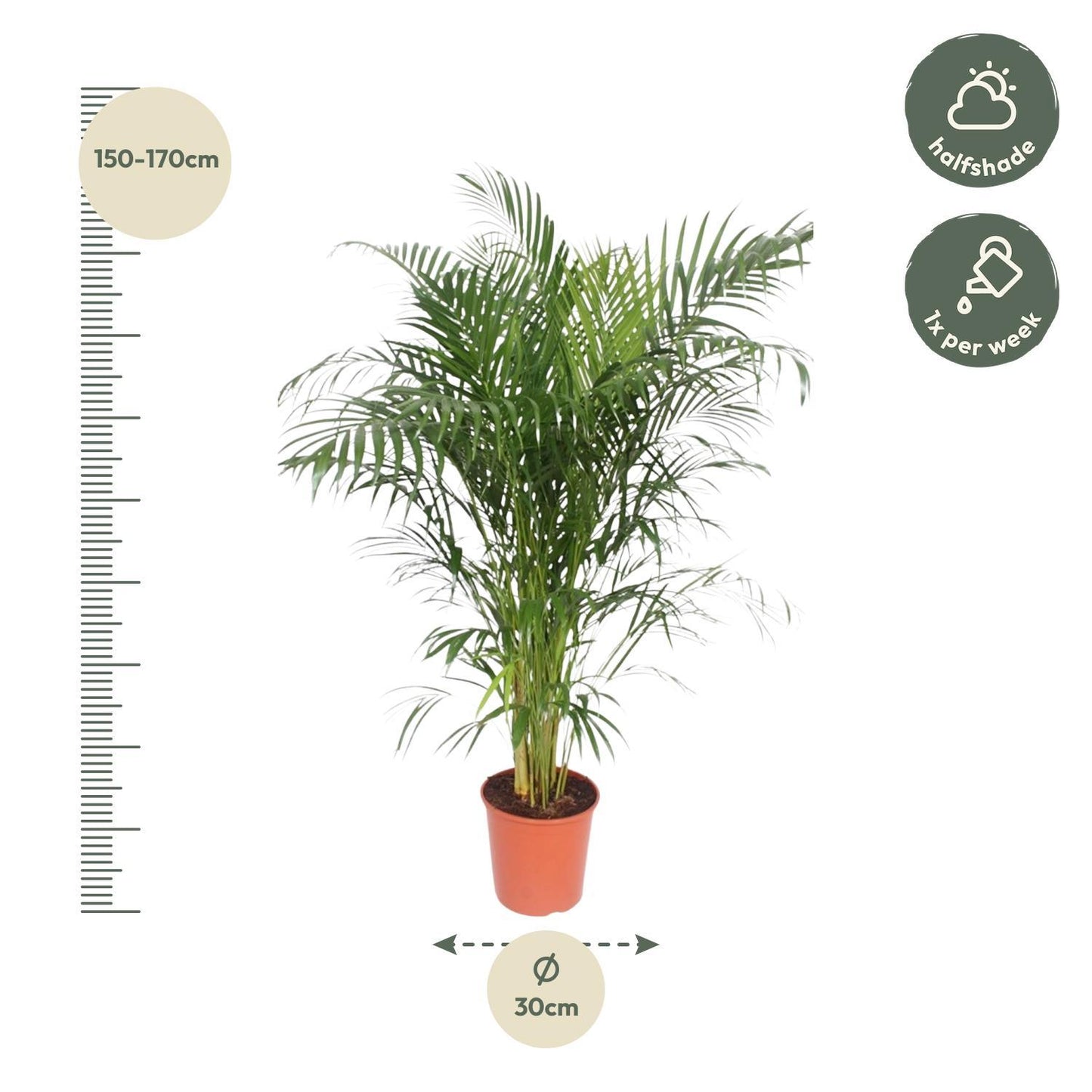 Dypsis Lutescens (Areca Palm) - 160 cm - ø30 - Vivaflorique