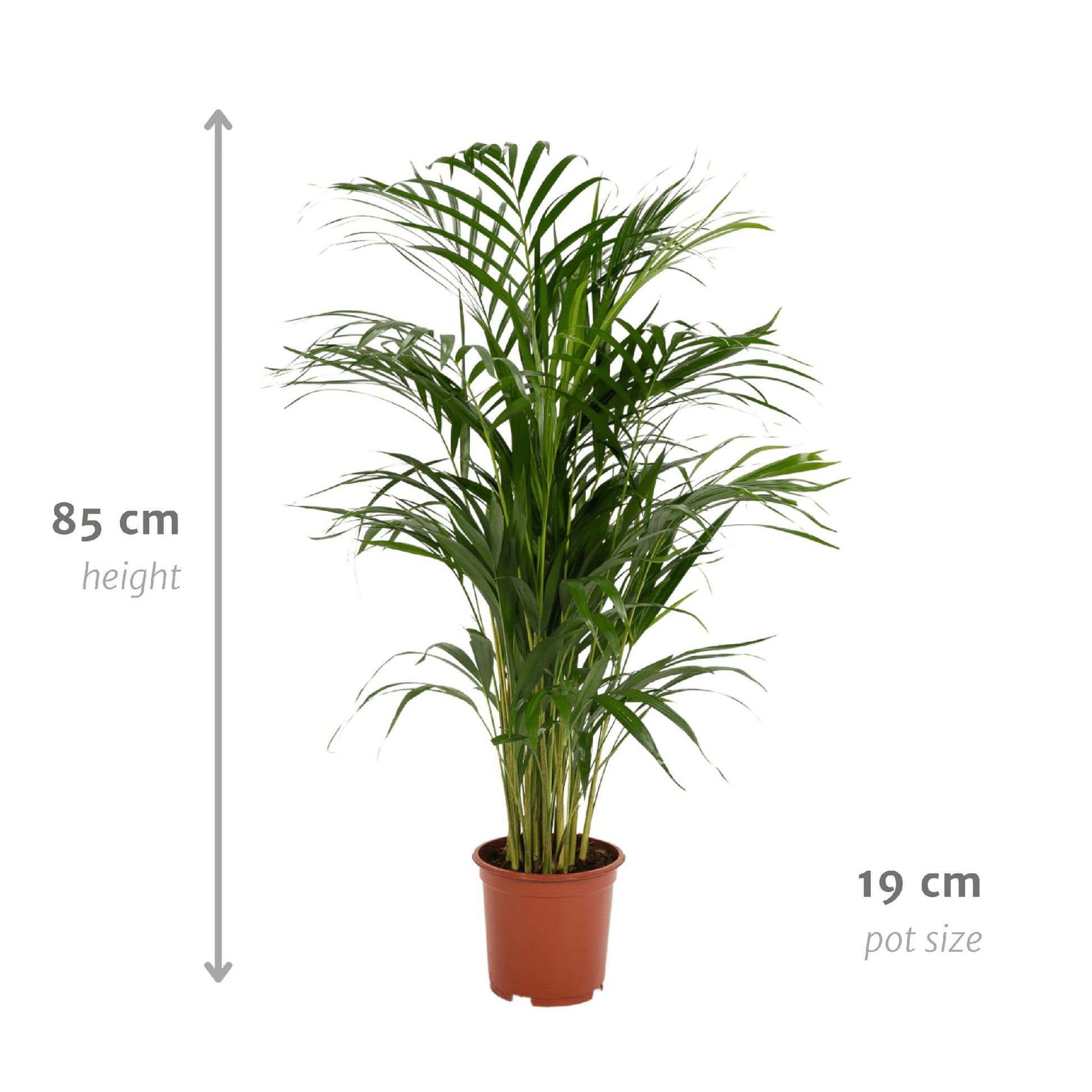 Areca palm - Vivaflorique