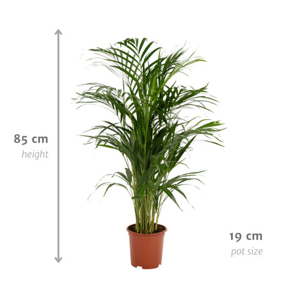 Areca palm - Vivaflorique