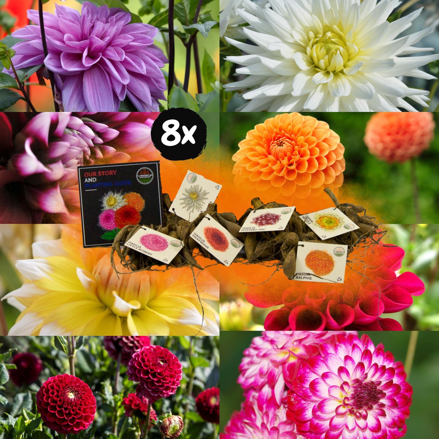 Dahlia mix - Amsterdam Super | 8 stuks - Vivaflorique