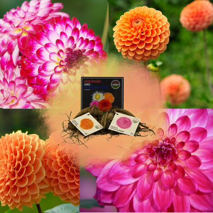 Dahlia mix - Pompon Splash | 2 stuks - Vivaflorique