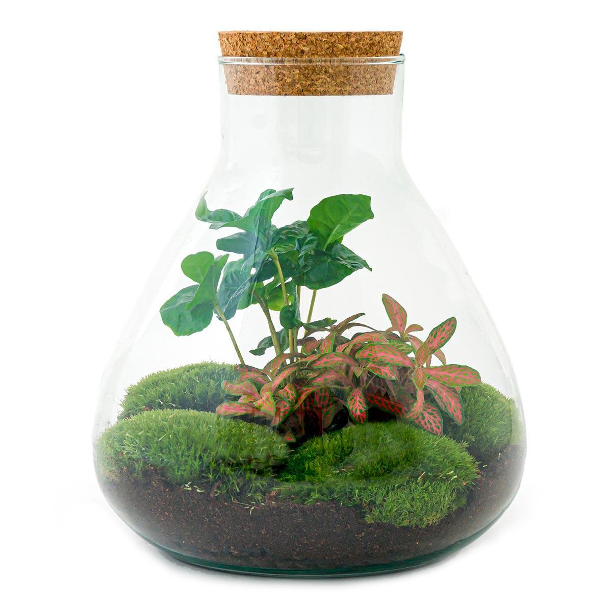 DIY terrarium - Sammie Coffea - ↕ 26 cm - Vivaflorique