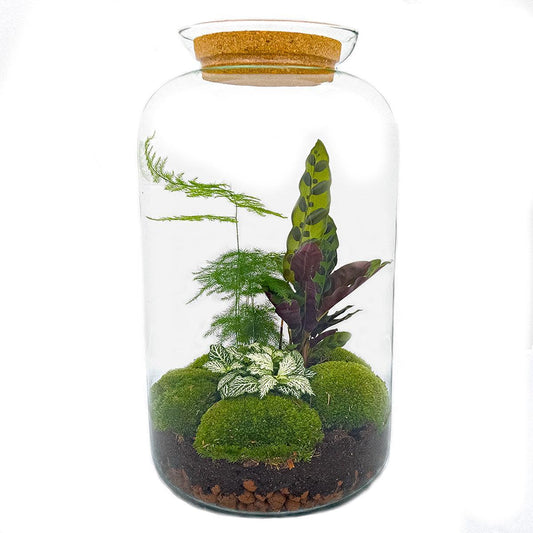 DIY terrarium - Botanical Sven XL - ↕ 43 cm - Vivaflorique