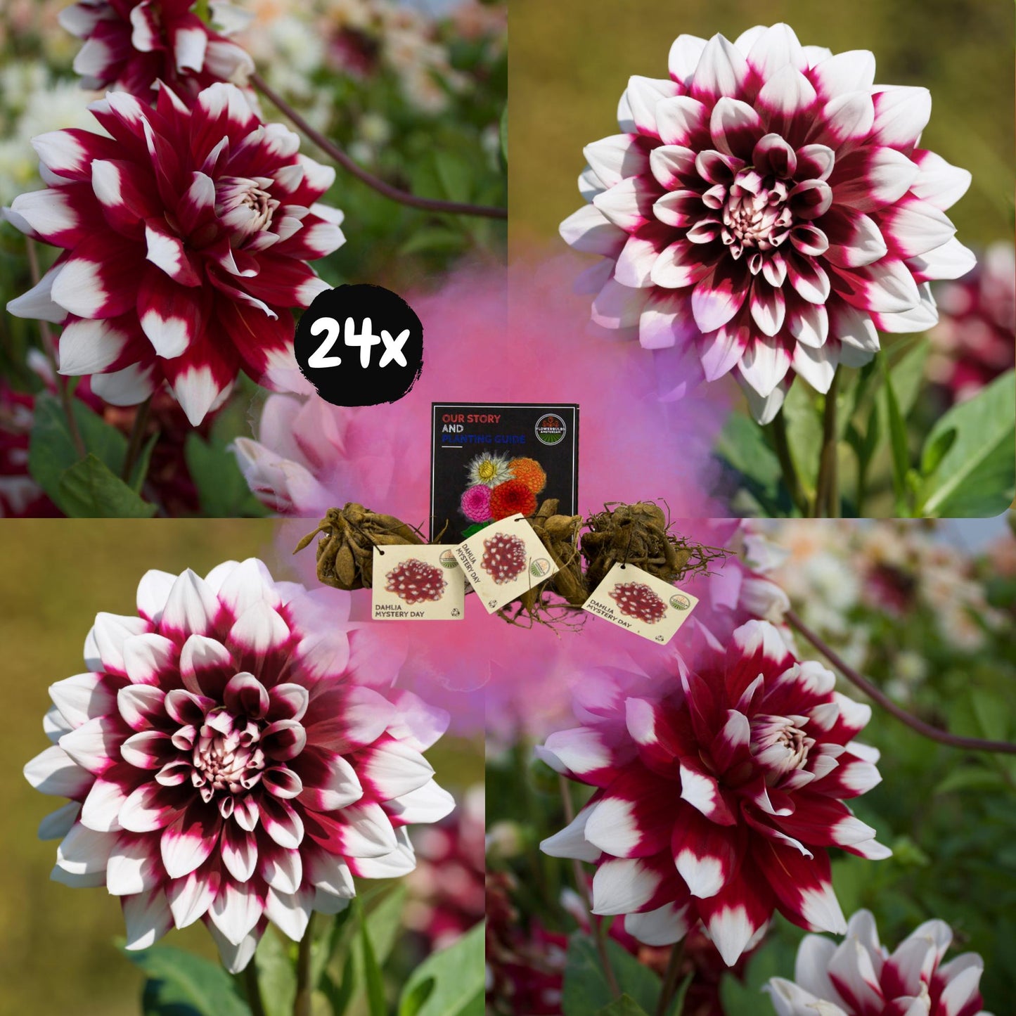 Dahlia mix - Dahlia Mystery Day | 24 stuks - Vivaflorique