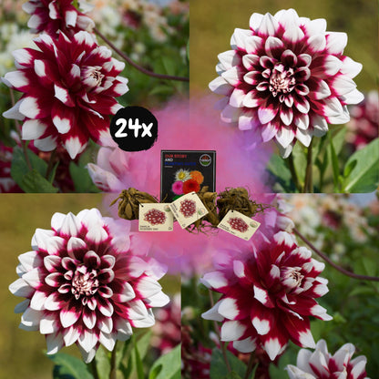 Dahlia mix - Dahlia Mystery Day | 24 stuks - Vivaflorique