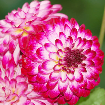 Dahlia mix - Dahlia Little Robert | 24 stuks - Vivaflorique