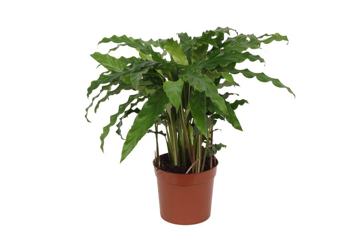 Calathea Bluegrass - Vivaflorique