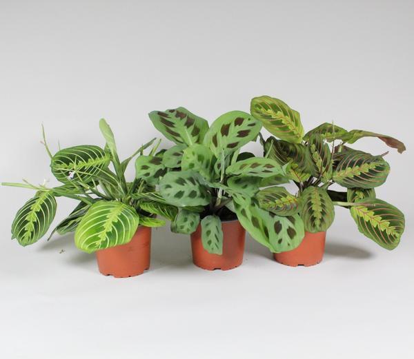 Maranta Leuconeura 'Fascinator' Mix 3 Soorten - Vivaflorique