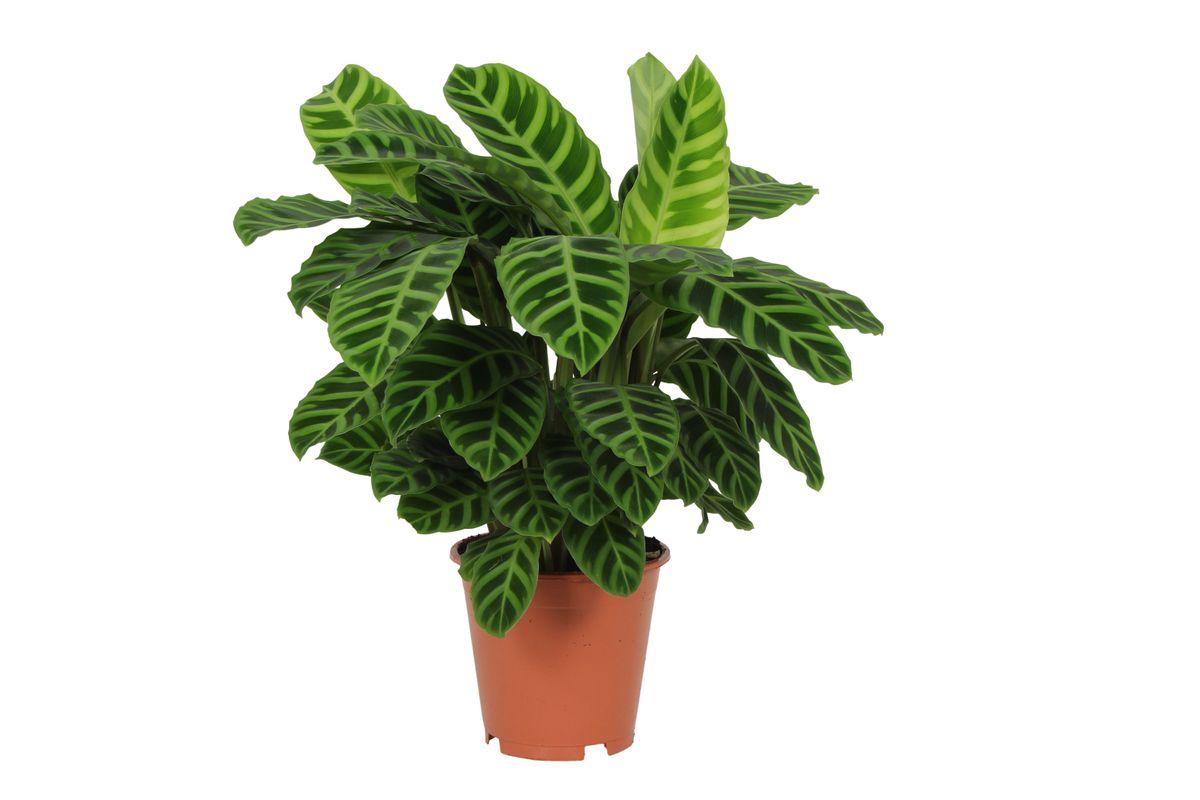 Calathea Zebrina - 80 cm - Ø19cm - Vivaflorique