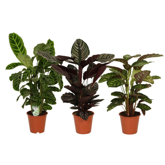 Calathea's Pracht - 3 stuks - Ø19cm - ↕75-80cm - Vivaflorique