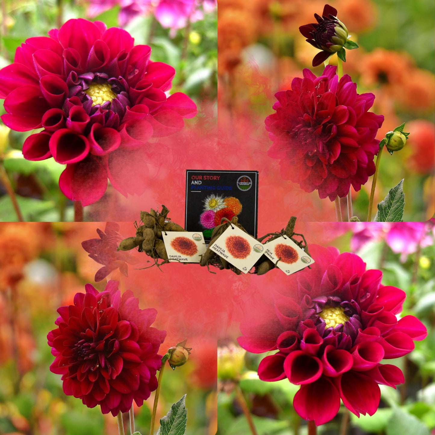 Dahlia mix - Dahlia Heatwave | 1 stuks - Vivaflorique