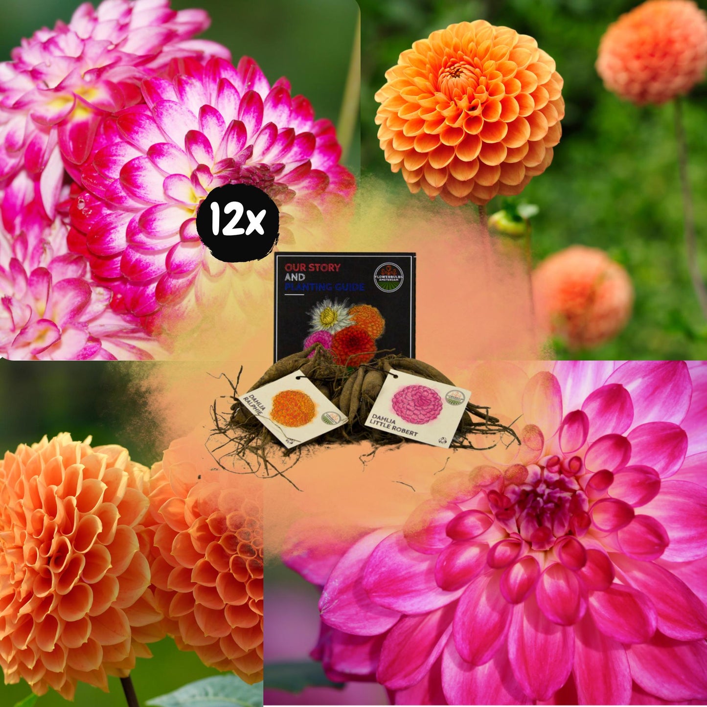 Dahlia mix - Pompon Splash | 12 stuks - Vivaflorique