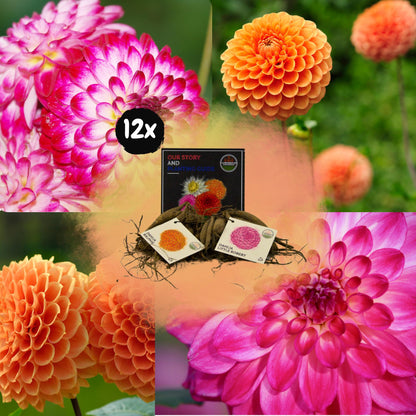 Dahlia mix - Pompon Splash | 12 stuks - Vivaflorique