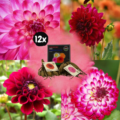 Dahlia mix - Outdoor Happiness | 12 stuks - Vivaflorique