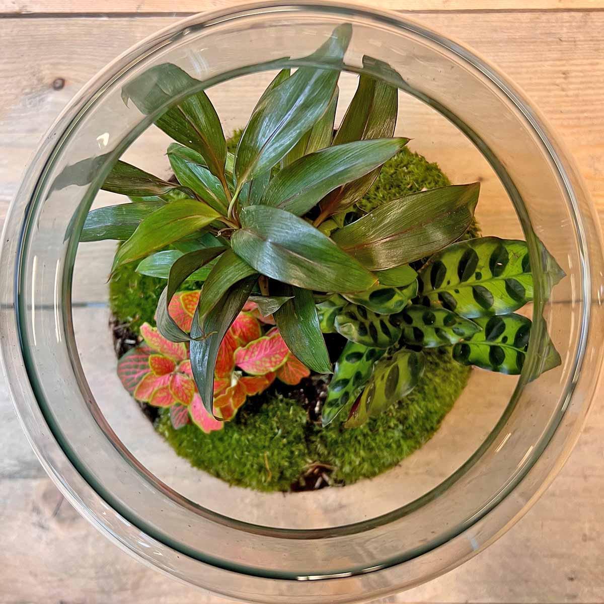 DIY terrarium - Milky Palm - ↕ 30 cm - Vivaflorique