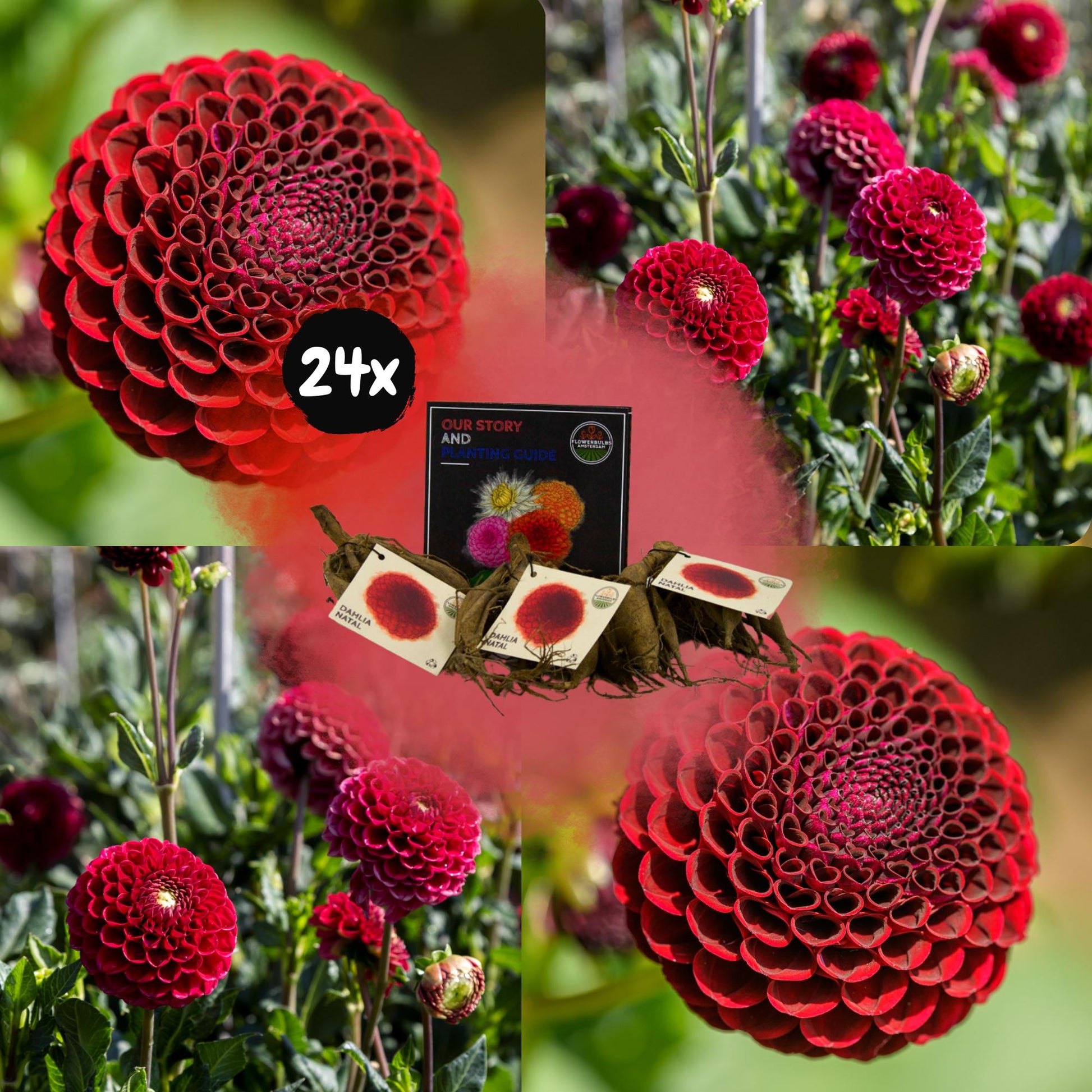 Dahlia mix - Dahlia Natal | 24 stuks - Vivaflorique