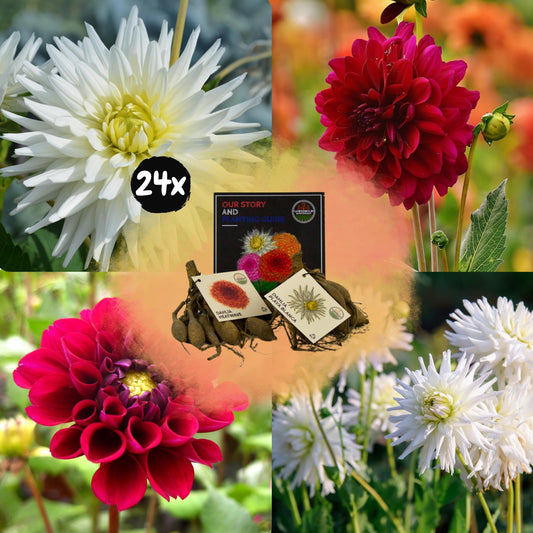 Dahlia mix - Romantic Beauties | 24 stuks - Vivaflorique