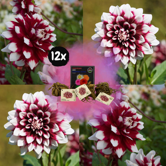 Dahlia mix - Dahlia Mystery Day | 12 stuks - Vivaflorique