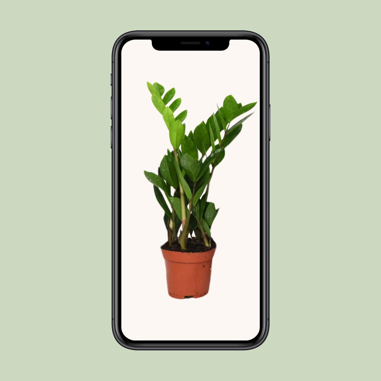 Zamioculcas Zamiifolia - Ø12cm - ↕40cm - Vivaflorique