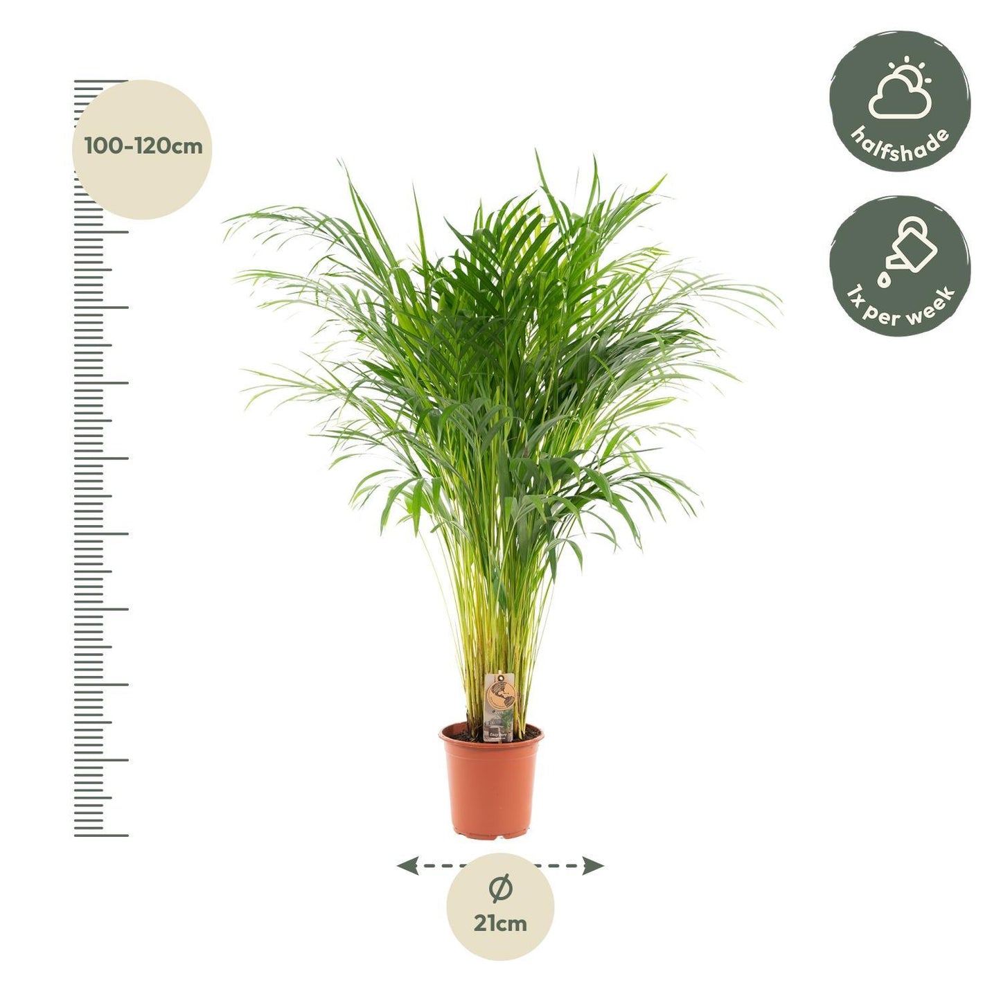 Areca palm - Vivaflorique