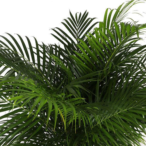 Dypsis Lutescens (Areca Palm) - Ø27cm - ↕160cm - Vivaflorique