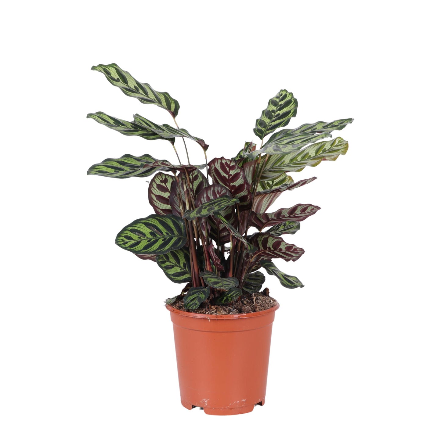 Calathea Makoyana Ø21cm - ↕70cm - Vivaflorique