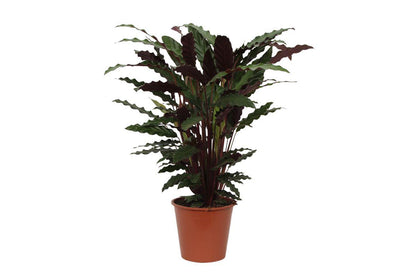 Calathea Wavestar - 80 cm - Ø19cm - Vivaflorique