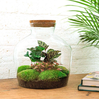 DIY terrarium - Fat Joe Coffea - ↕ 30 cm - Vivaflorique