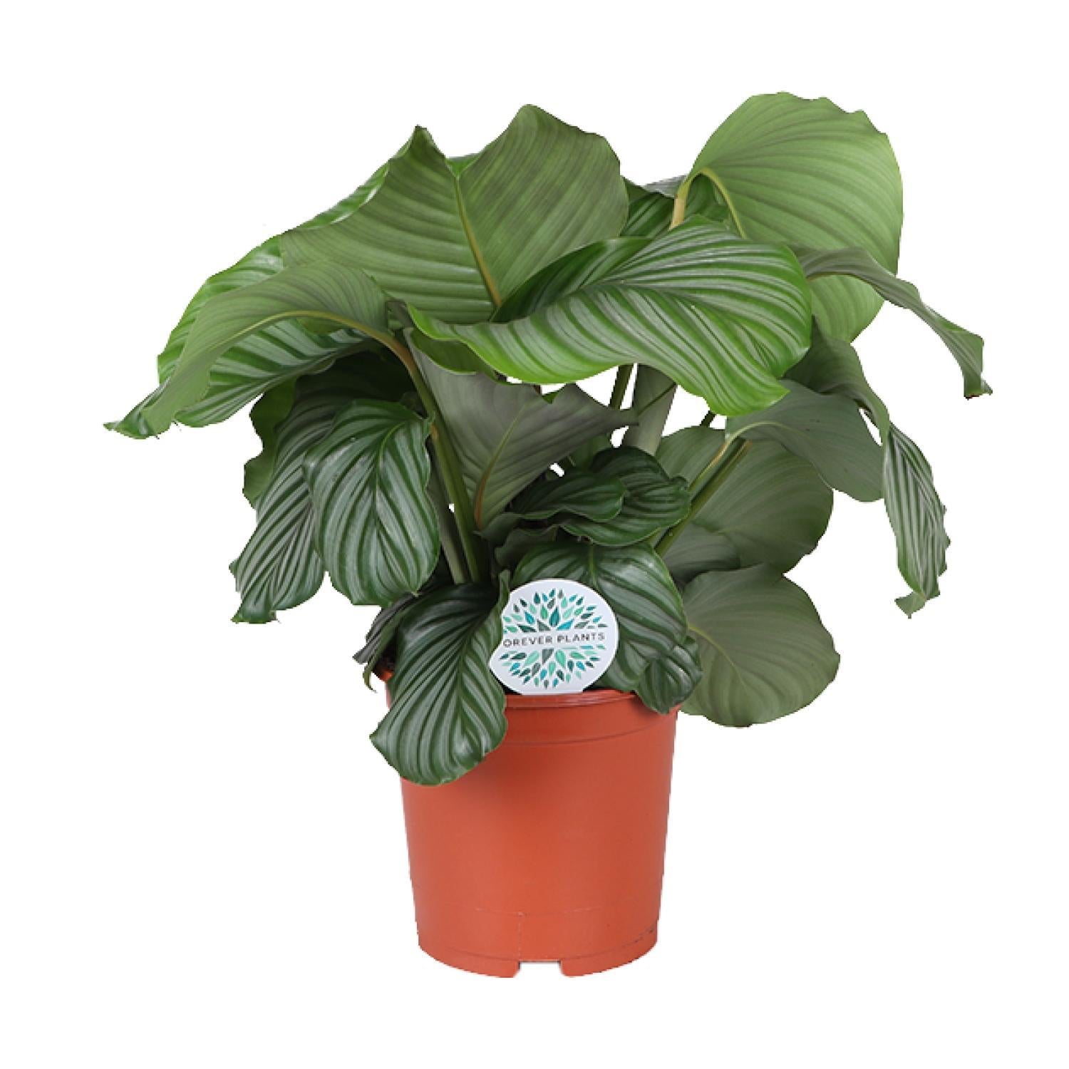 Calathea Orbifolia - Vivaflorique