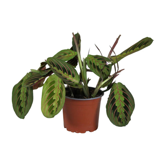 Maranta Leuconeura Fascinator - Ø12cm - ↕30cm - Vivaflorique