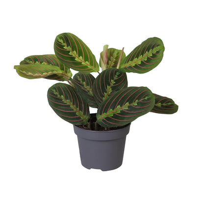 Calathea Leuconeura Red Stripe 12 Cm - Ø12cm - ↕25cm - Vivaflorique