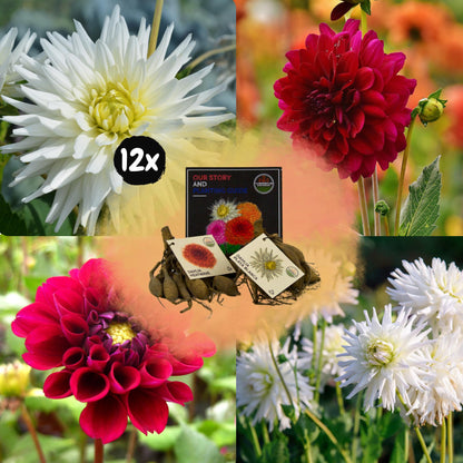 Dahlia mix - Romantic Beauties | 12 stuks - Vivaflorique